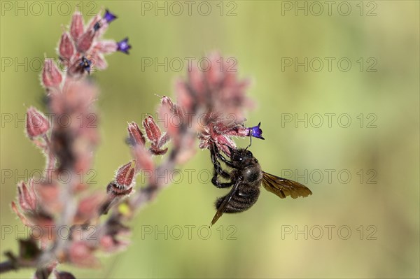 Wood bee