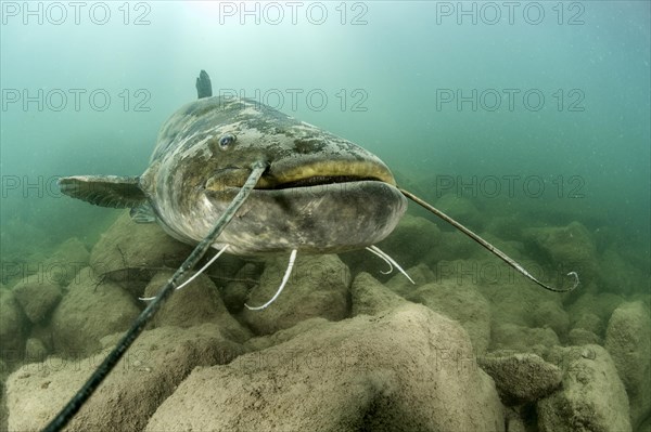 Wels catfish