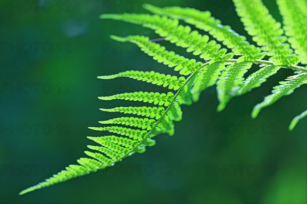 Male-fern