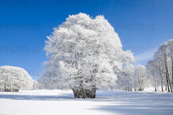 Huge beech tree covered with deep snow under blue sky in Neuchatel Jura