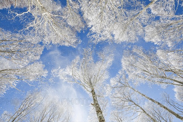 Treetops of deeply snow-covered beech forest in front of blue sky with falling hoarfrost in Neuchatel Jura