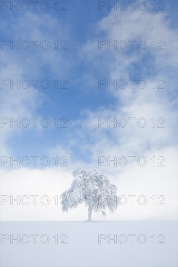 Deeply buried birch tree in Oberaegeri