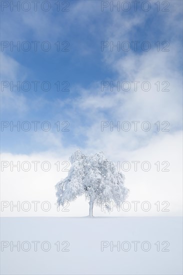 Deeply buried birch tree in Oberaegeri