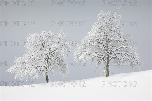 Two snowy pear trees in winter