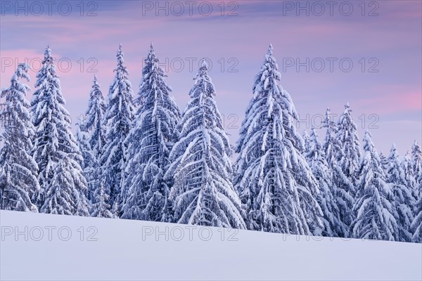 Snowy spruce forest at Ratenpass