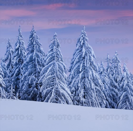 Snowy spruce forest at Ratenpass