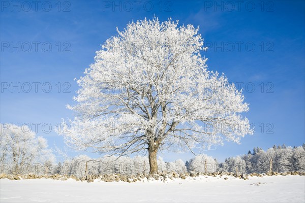 Snowy lime tree near Couvent in Valle de Traverse