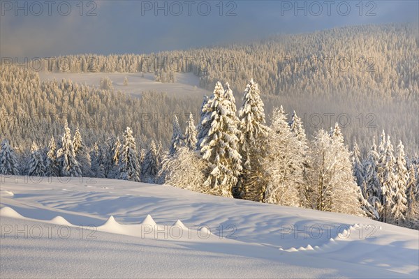 Snowy spruce forest at Ratenpass