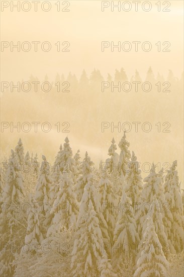 Snowy spruce forest at Ratenpass