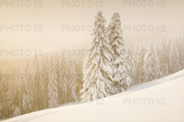 Snowy spruce forest at Ratenpass