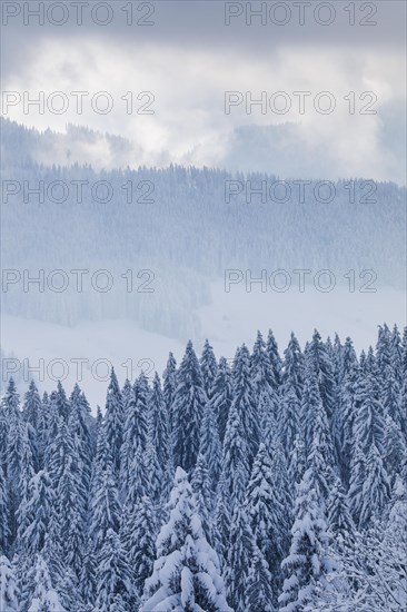 Snowy spruce forest at Ratenpass