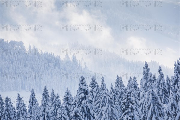 Snowy spruce forest at Ratenpass