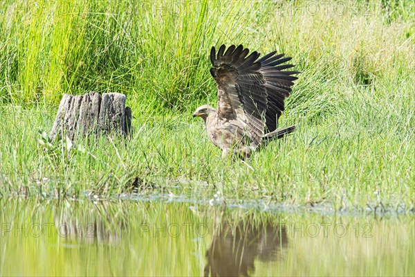 Lesser spotted eagle