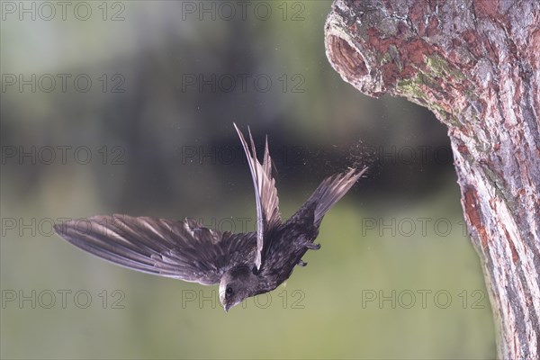 Common Swift