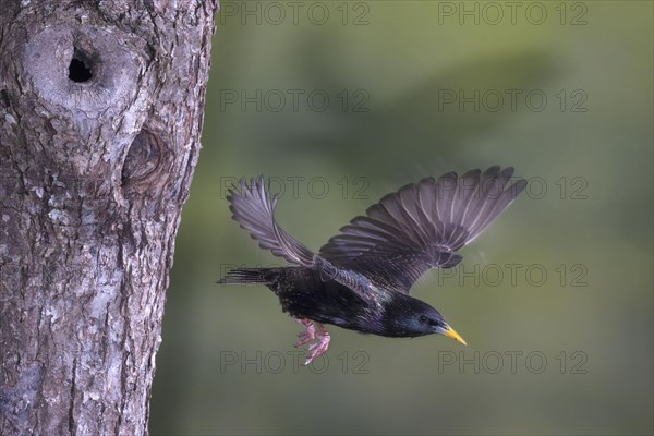 Starling