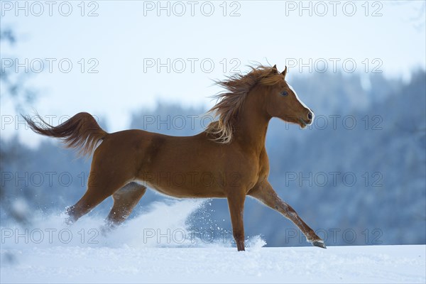 Young Arabian chestnut mare galloping through the snow