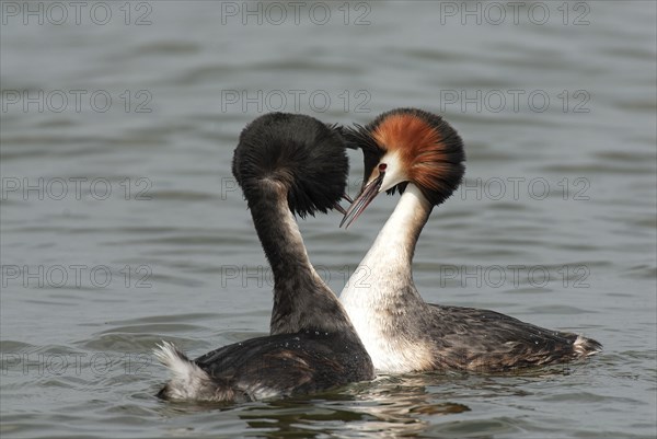 Great crested grebe