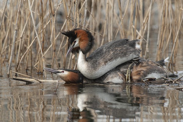 Great crested grebe