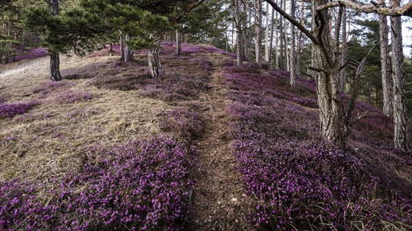 Flowering snow heather