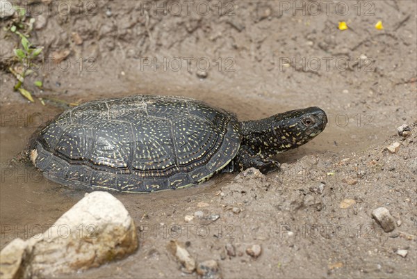 Bog turtle