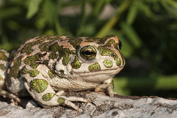 European green toad