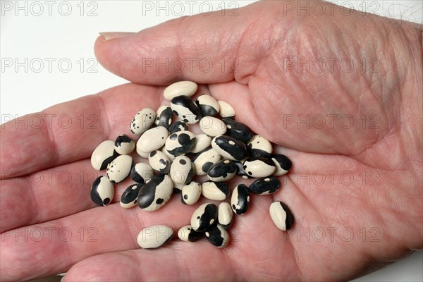 Dried bush beans in hand