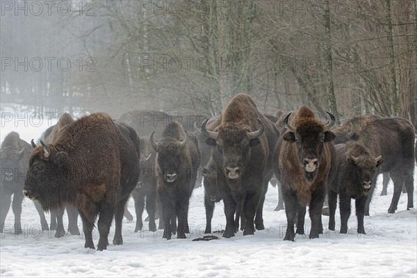 European bison