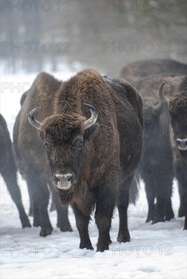 European bison