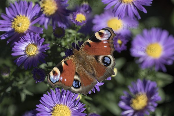 Peacock butterfly