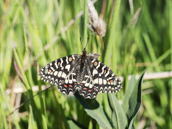 Southern festoon