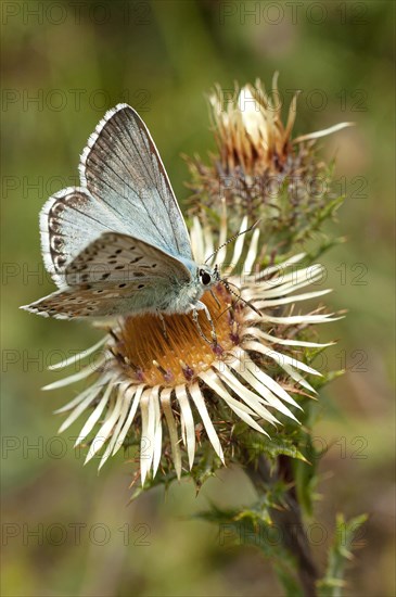 Gossamer winged butterfly