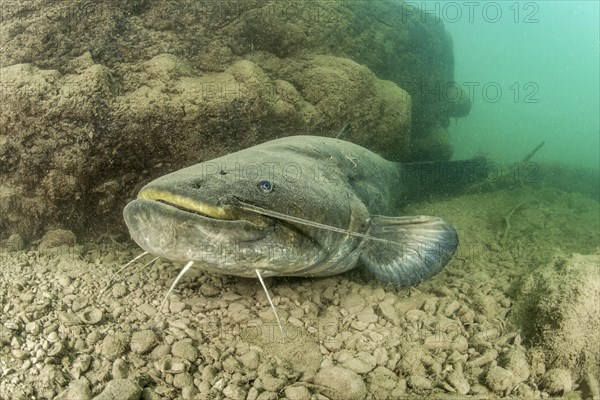 Wels catfish