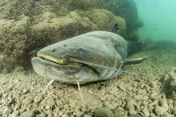 Wels catfish