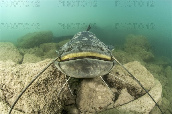 Wels catfish