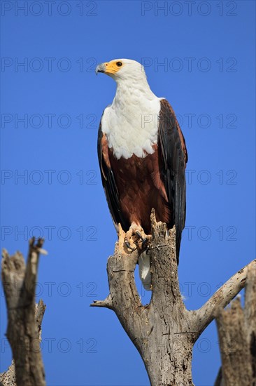 African fish eagle