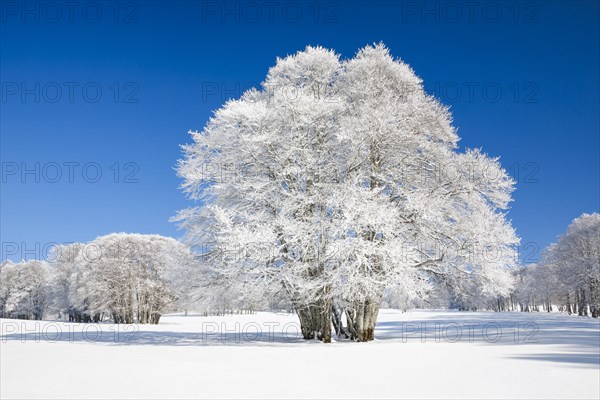 Large beech tree covered with deep snow under blue sky in Neuchatel Jura