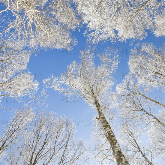 Tree tops of deep snow covered beech forest against blue sky in Neuchatel Jura