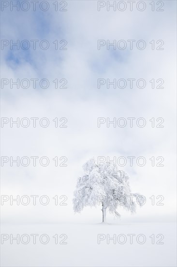 Deeply buried birch tree in Oberaegeri