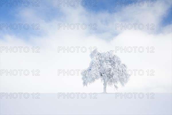 Deeply buried birch tree in Oberaegeri