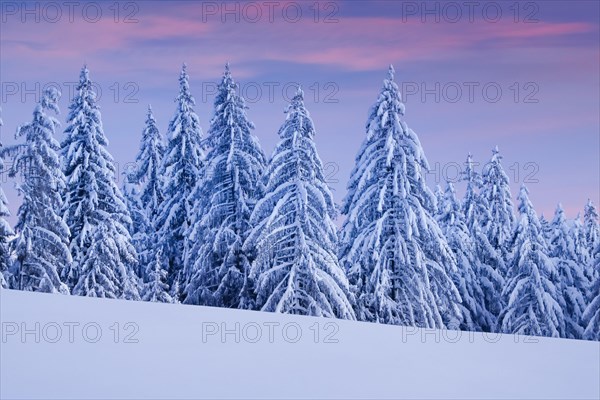 Snowy spruce forest at Ratenpass