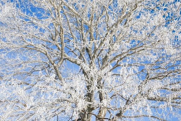 Snowy lime tree near Couvent in Valle de Traverse