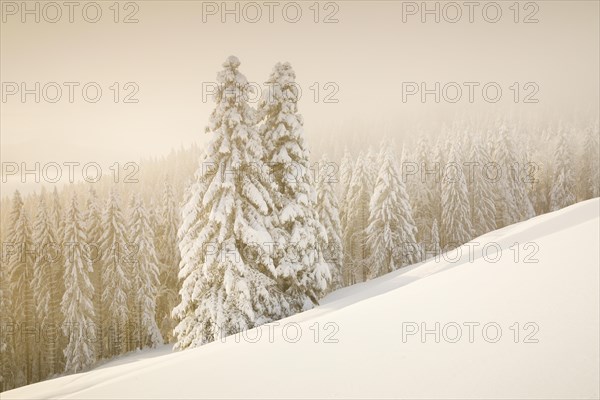 Snowy spruce forest at Ratenpass