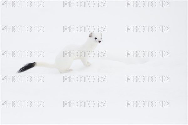 Stoat