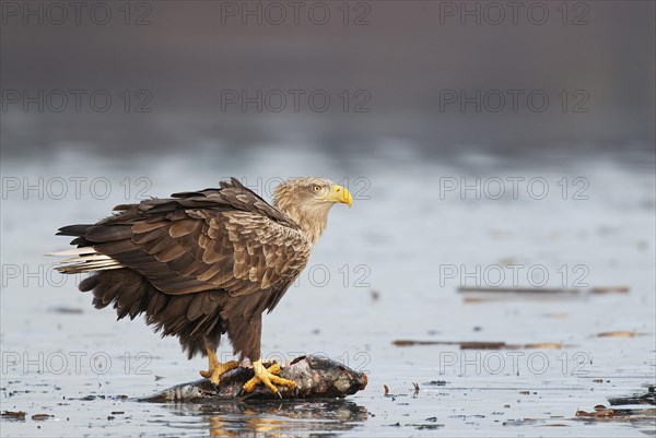 White-tailed eagle