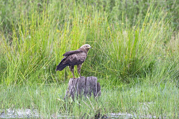 Lesser spotted eagle