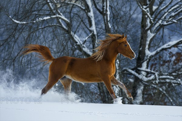 Young Arabian chestnut mare galloping through the snow