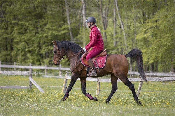 Thoroughbred Arabian stallion ridden on the meadow