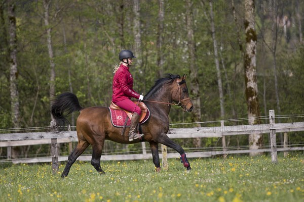 Thoroughbred Arabian stallion ridden on the meadow