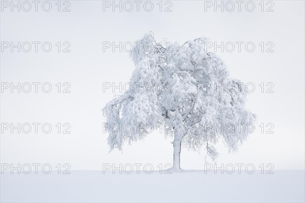 Deeply buried birch tree in Oberaegeri