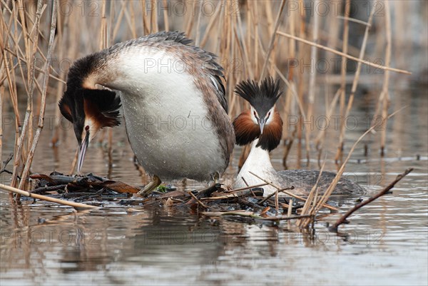 Great crested grebe